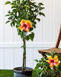 Braided Hibiscus Tree