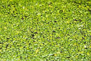 Aquatic Discounts 1000+ Live Duckweed – Vibrant Green Floating Plants for Aquariums, Ponds, aquaponics! Great Food for KOI, Goldfish, Turtles, Cichlids! Improves Water Quality! Buy 2 G E T1FREE!