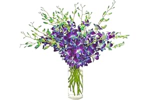 EFLOWERWHOLESALE Premium Cut Blue Orchids (20 Stems Orchid with Vase)