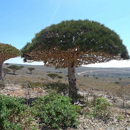 Plants Seedlings Dragon S Blood Tree Dracaena Draco Rare Canary Island Palm Bonsai Seed 50 Seeds Yard Garden Outdoor Living Items