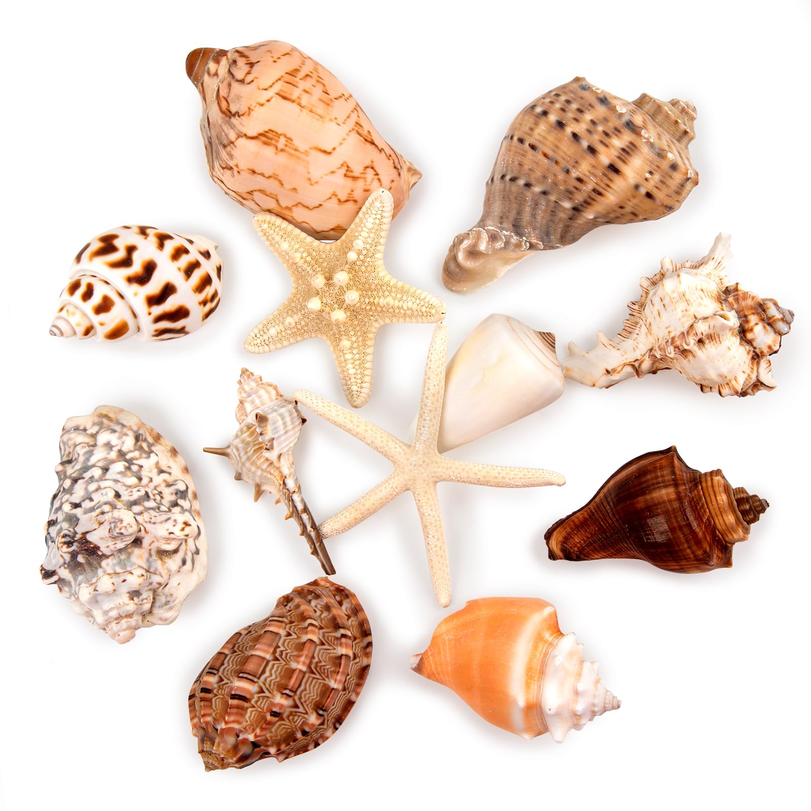 SKOOLOVE 12 PCS Large Sea Shells Nature Mixed Beach Seashells Starfish Conch Hermit Crab Shell for Beach Party Table Scatter Home Decor DIY Crafts Bathroom Fish Tank Decorations