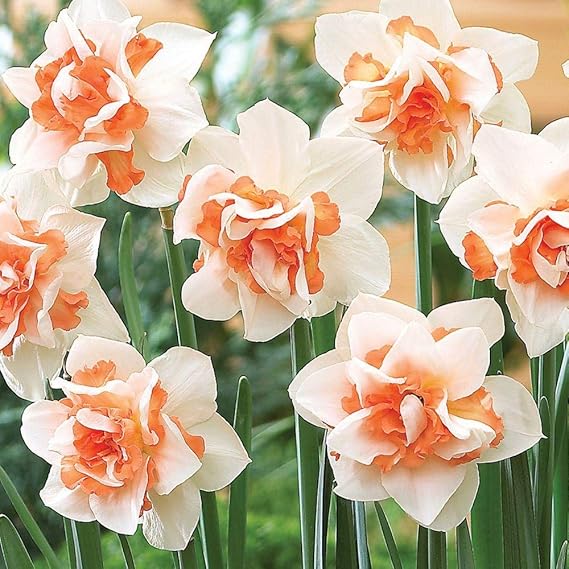 Cottage Garden Bulbs REPLETE Double Daffodil/Narcissi Pink/Peach