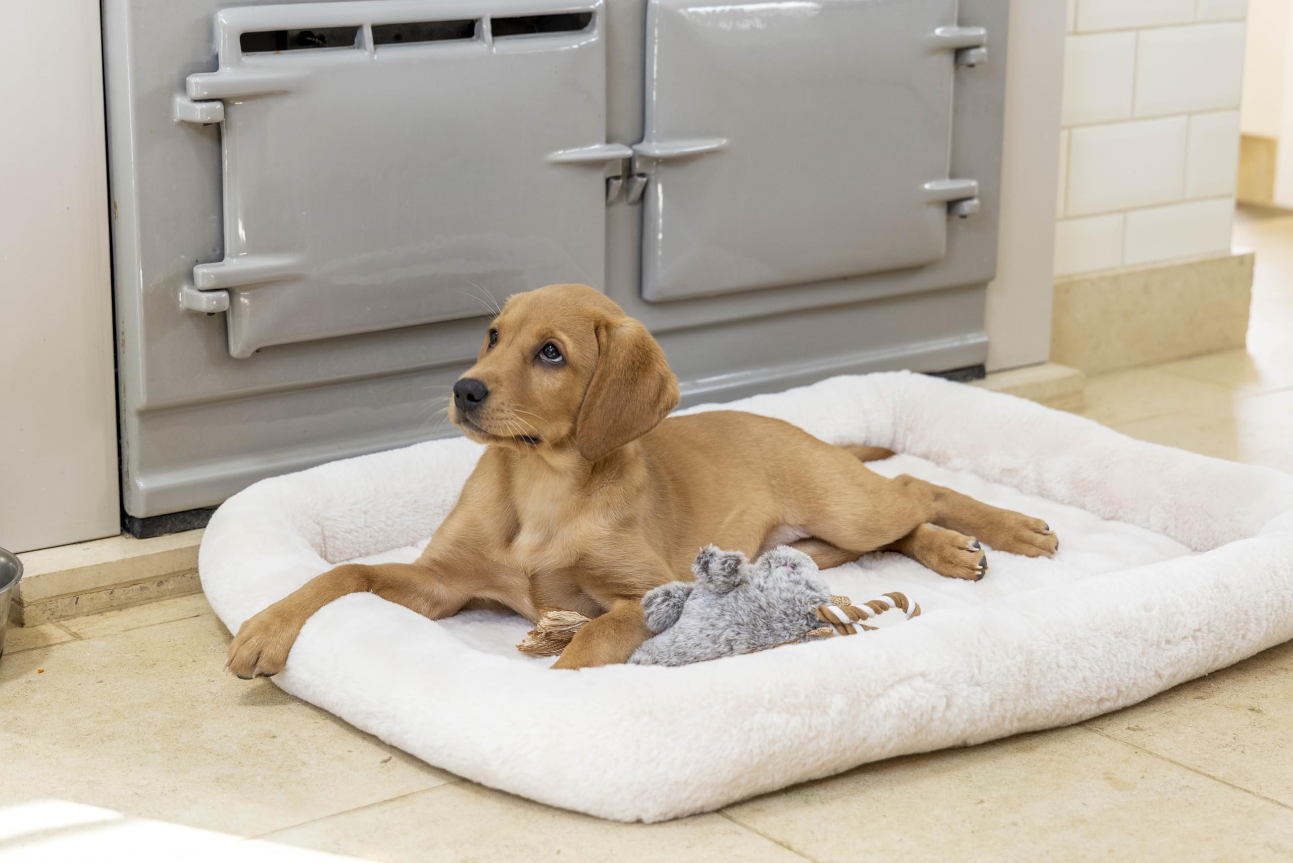 House of Paws Puppy Soft Touch Crate Mat - Cream, Small to Medium, Comfortable and Plush Dog Bed