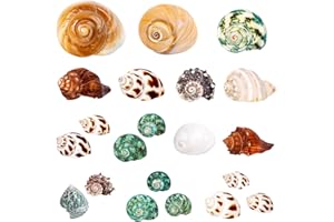 WEDOSOY 21PCS Hermit Crab Shells | Assorted Natural Sea Conch Size 1.3"-3.2" | Growth Turbo for Small to Medium and Large Crabs, Saltwater Hermit Crab Supplies and Sea Shell for Beach Decor