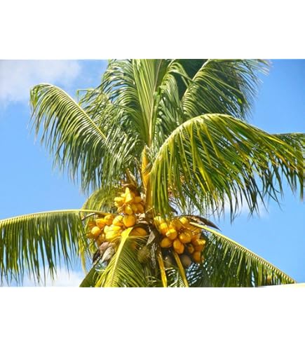 Amazon.com : Coconut (Green) Hawaiian Plant Palm Tree Cocos