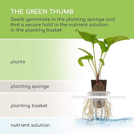 Blumfeldt Urban Bamboo Jardín hidropónico - Huerto, Sistema para ...