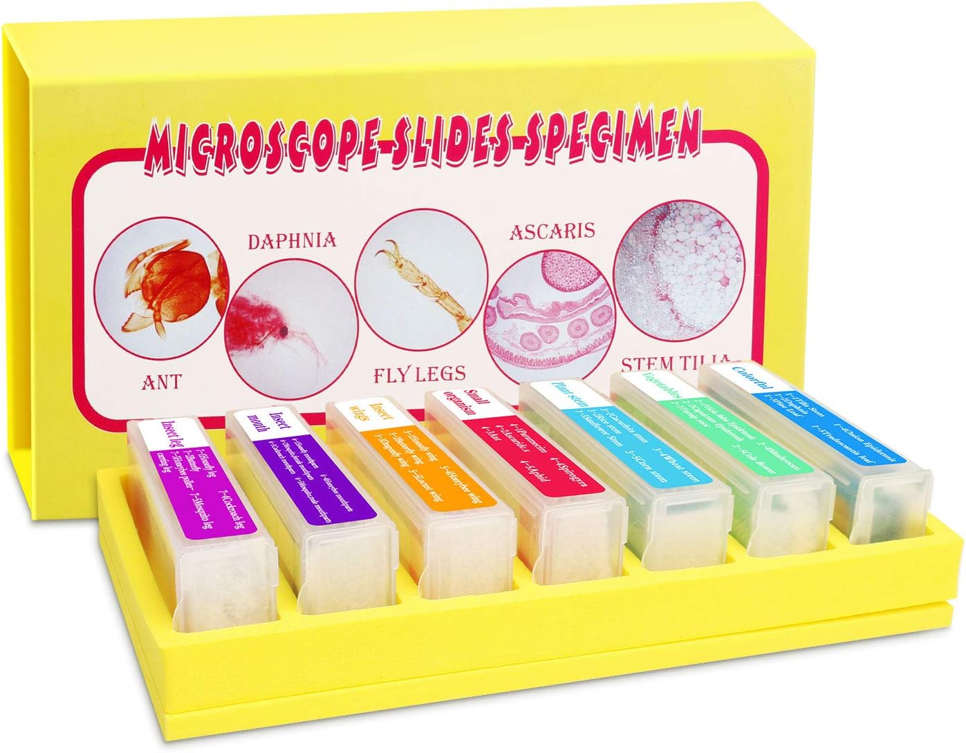 Bysameyee 35PCS Prepared Microscope Slides with 7 Types Specimens - Image 3
