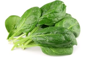 GL Seeds Sorrel Broadleaf Giant Heirloom Non GMO 2000 Seeds