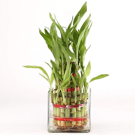 Ferns N Petals 2 Layer Lucky Bamboo Plant Live Indoor Square Glass Pot 3 X 3 Inches