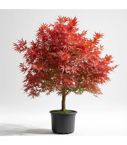 Amazon.com : Mikazuki Japanese Maple Tree - Live Plant - (2.5 QT