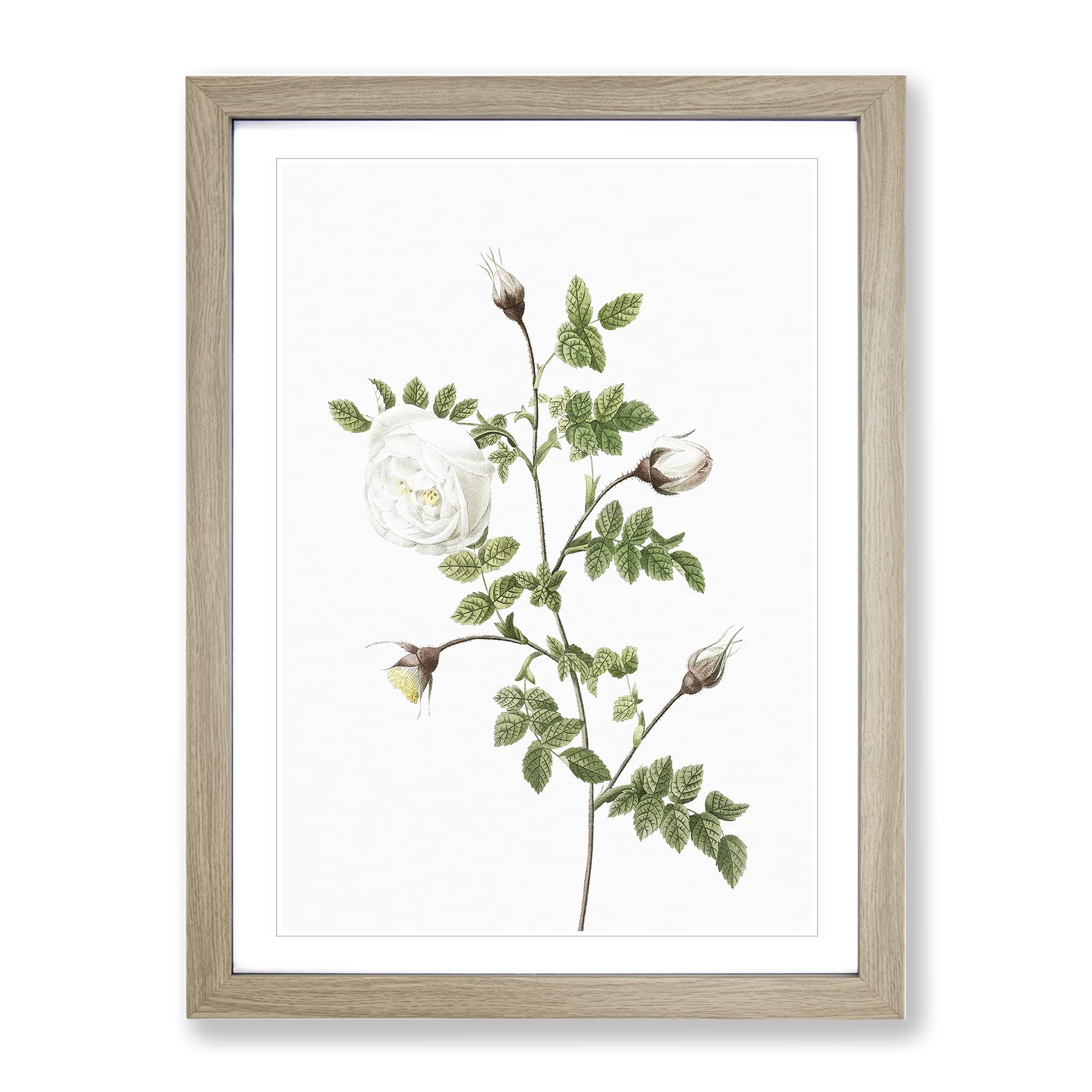 Silver Flowered Hispid Rose By Pierre Joseph Redoute Vintage Framed Wall Art Print, Ready to Hang Picture for Living Room Bedroom Home Office Décor, Oak A3 (34 x 46 cm)