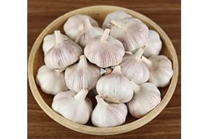 PILESTONE Garlic Seed Bulbs, Large Cloves, Cold Hardy, Bold Flavor (5)