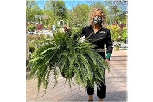 YTCPMHEA UV Resistant Lifelike Artificial Boston Fern - 2024 New Faux Boston Ferns Outdoor Planter Large, Realistic Fake Feen Hanging Silk Fern Stems Indoor Basket Plant Urn Fillers Front Porch (2, Green)