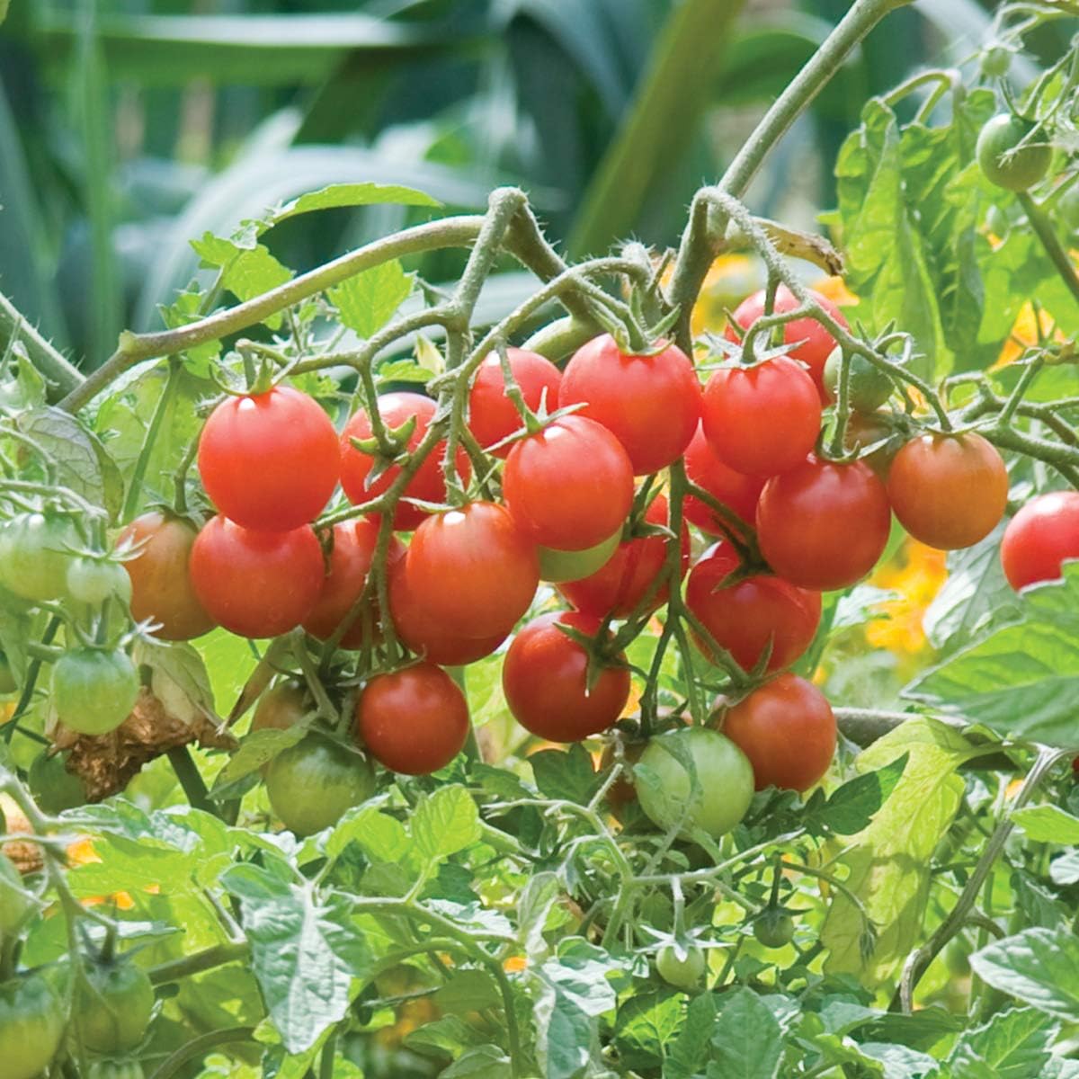 Burpee Sweetheart of the Patio� Cherry Tomato