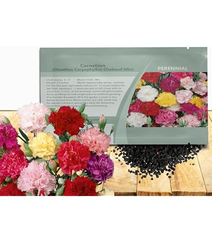 Double Picotee Mix Carnation Seeds – Non-GMO, Free Shipping (Seed Store #1251)