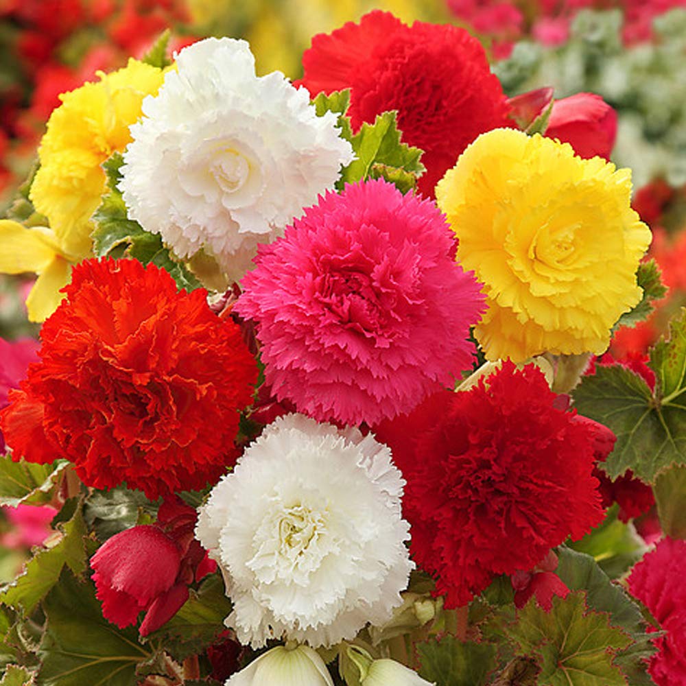 4 x Begonia Fimbriata Mix – Large Vibrant Frilled Blooms – Double Flowering Flamboyant Carnation Varieties – Put on a Glorious Long Lasting Summer Garden Display