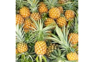 250 Pcs Pineapple Seeds, Trees, Garden, Winter Hardy Plant, Savory (Ananas Comosus), Bonsai Trees, Buy Winter-Proof Plants fo