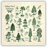 Trail Hankie Coniferous Tree, Coniferous Tree Bandana, Coniferous Trees of North America, Tree Hankie, Tree Identification Bandana