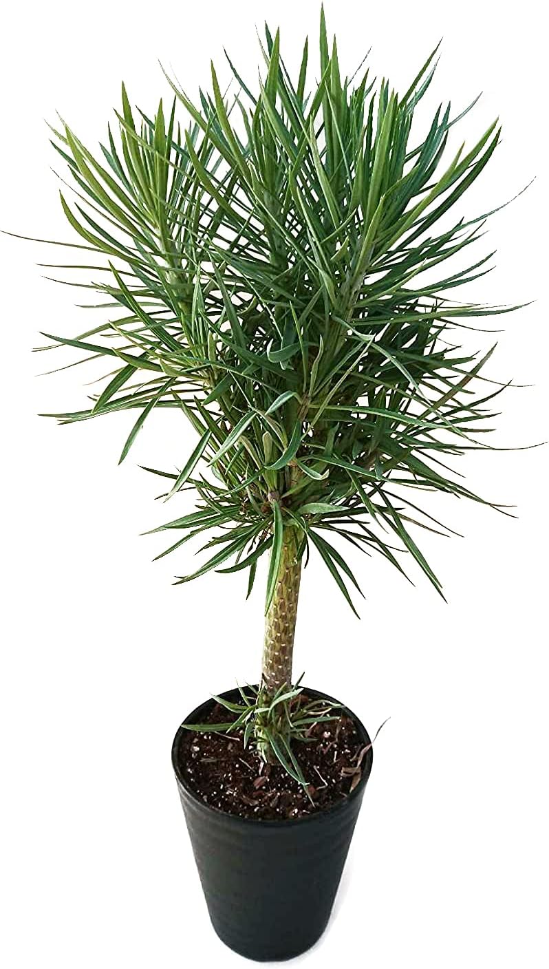 Amazon Hanamarche ハナマルシェ モンキーツリー 幸せの木 セネシオ クレイニア 6号 多肉植物 観葉植物 観葉植物 オンライン通販 Amazon Hanamarche ハナマルシェ モンキーツリー 幸せの木 セネシオ クレイニア 6号 多肉植物 観葉植物 観葉植物 オンライン通販