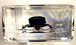 2.9" Real Snapping Jewel Beetle in Crystal Clear