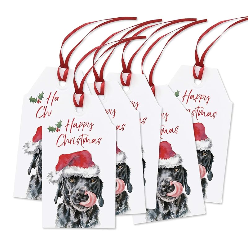 black labrador presents