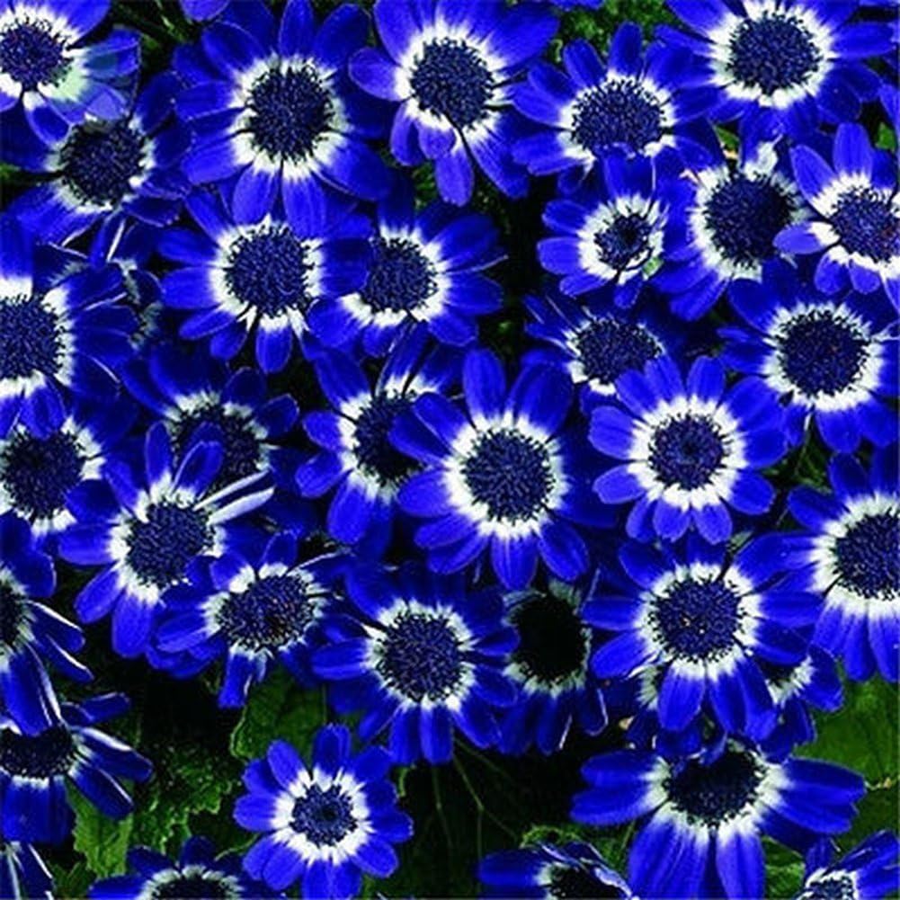 good01 100Pcs Blue Cineraria Flower Seeds Easy Growing DIY Home