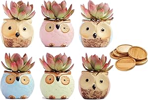 Chez JuJu Ceramic Owl Succulent Pots Cute Animal Flower Planters 2.8” with Drainage | 6 Pack | Bamboo Saucer | Gift for Friend Family Birthday Wedding Holiday Kid | Home Office Desktop Indoor Décor