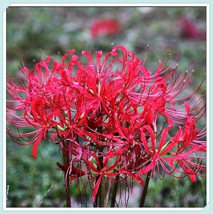 Amazon リコリス球根 秋に植えられ 冬に咲く大きな赤い花 2 球根 花