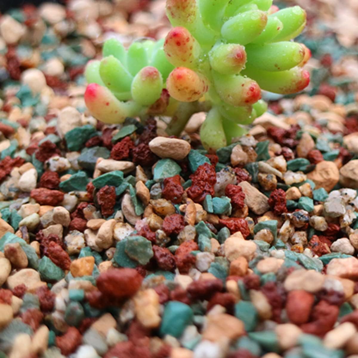 Hardscaping Materials - TANOMA Pebbles for Indoor Plants, Decorative Stones Rocks for Succulent Planters Terrarium Vases