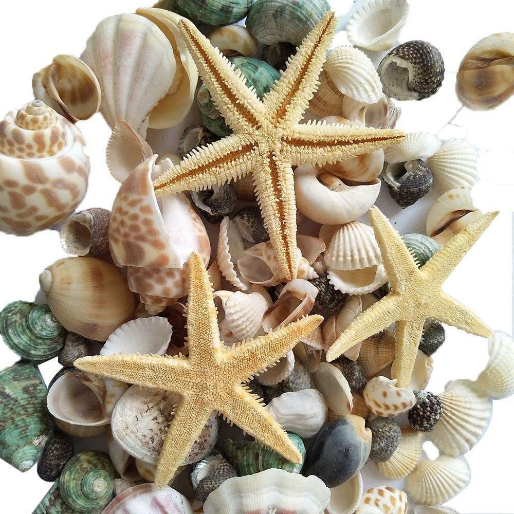Vase Fillers - YEJI 80pcs Home Decorations Sea Shells Mixed Beach Seashells, Colorful Natural Seashells for Party Wedding Decor, DIY Crafts