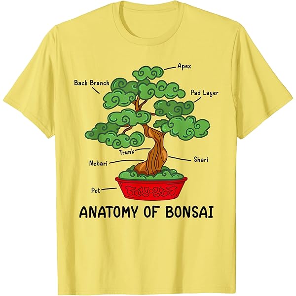 bonsai ecke Seiju Chinese Lacebark Elm Bonsai Tree – Bella Bonsai Nursery main image 1