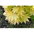 Summer Gold Japanese Maple- Best Gold in Summer - Does not Burn in Full Sun 1 - Year Live Tree