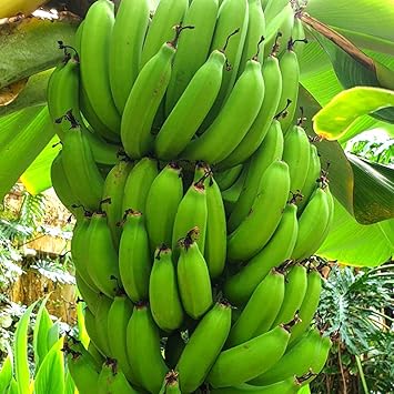 Amazon ドワーフ キャベンディッシュ バナナ 家庭でも育てられる三尺バナナ 果樹苗 21cmポット大苗 1個 矮性で1 2m程の高さで結実します 一般的なバナナより実は小ぶりですが 糖度が高く美味しい 自家結実性で苗1本で収穫可能です 木に見えますが 多年草です
