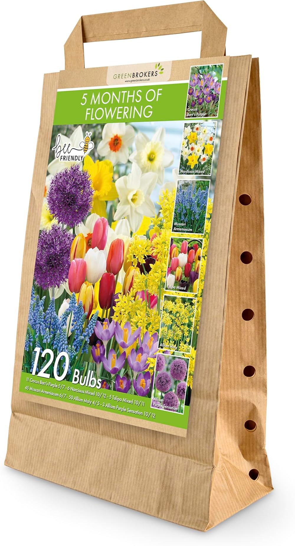 GreenBrokers 5 Month Flowering Collection Bulbs for Spring Garden