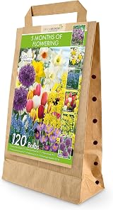 GreenBrokers 5 Month Flowering Collection Bulbs for Spring Garden