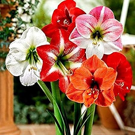 Kraft Seeds Gate Garden Amaryllis Lilly Flower Bulbs Mixed Colors Pack of 2+1 Bulbs Free (Total 3 Bulbs) For Home and Average Garden Lovers