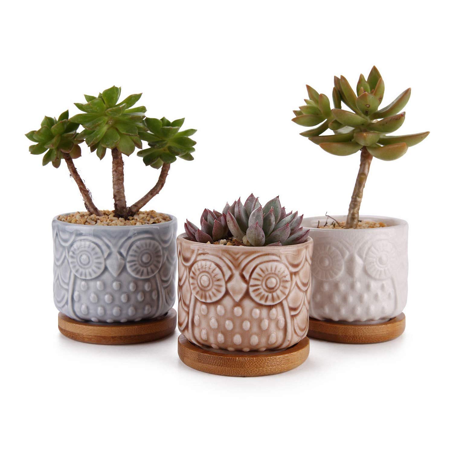Best Bonsai Garden Box