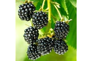 DICHMAG 500+ Thornless BlackBerry Seeds Perennial Juicy Sweet Healthy Fast-Growing Sweet Fruit Seeds on Your Own