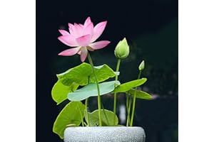 SPRINGSMART Lotus Flower Seeds for Home Planting Ornamental, Mixed Pink & Red Flower, Can Purify Water and Air, Aquatic Plant for Courtyard, Hotel, Goldfish Pond, Water Lily Seeds