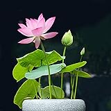 Lotus Flower Seeds for Home Planting