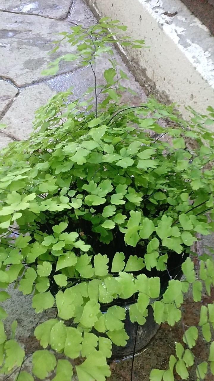 Amazon Com Live Pacific Maid Maidenhair Fern Plant Fit 1 Quart