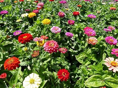 Firstly Pack of 50 FlowerSeeds- Plant Seeds for Hanging Pot