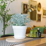 T4U 17cm Plastic Plant Pots 6-Pack with Saucer White Indoor Outdoor view 8