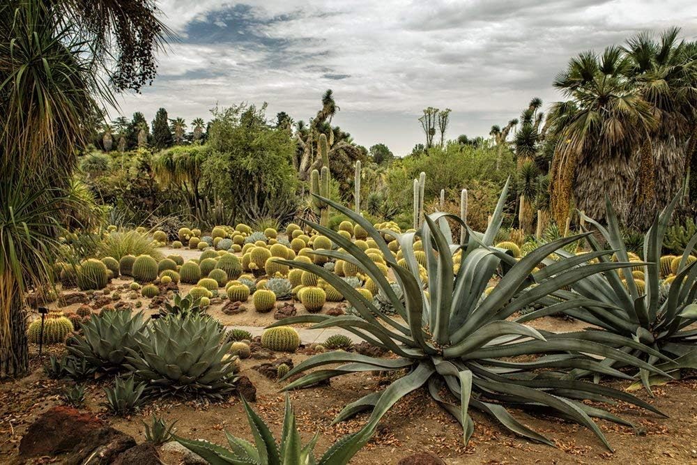 " Succulents at Huntington Desert Garden No. 3" Fine Art Photography Print