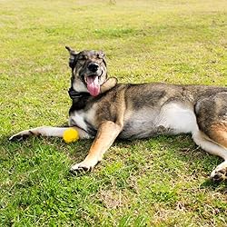 Hound2O Dog Chew Toys - Squeaky Fetch Ball, Yellow