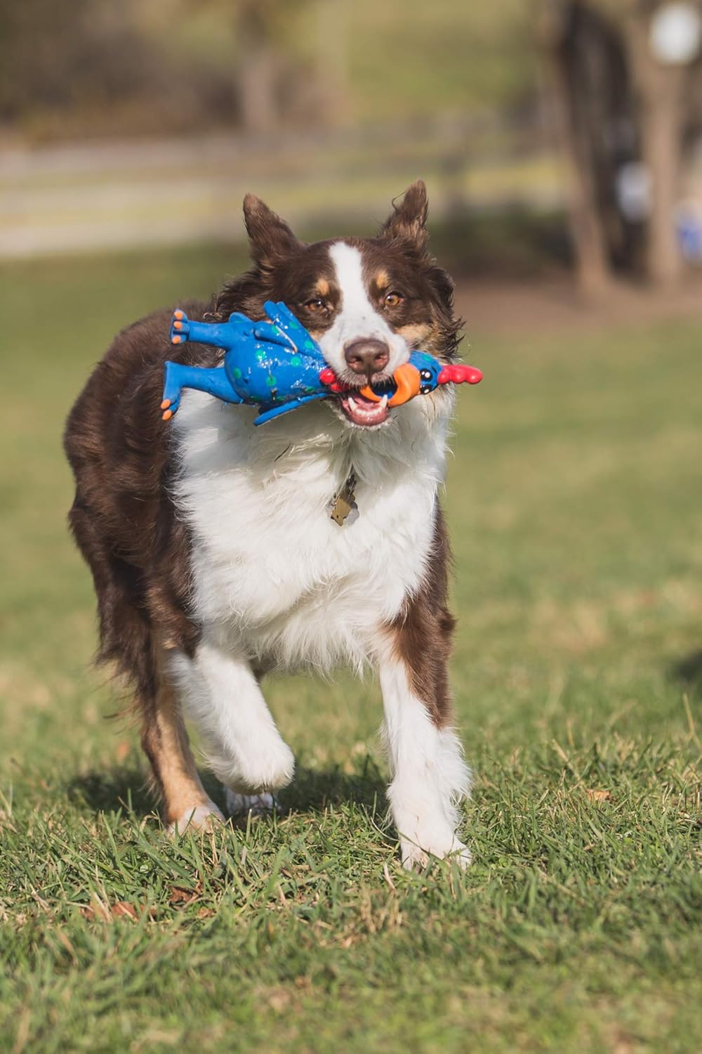 Pet Supplies : Pet Squeak Toys : Multipet's 11.5-Inch Latex Polka Dot Globken Chicken Dog Toy : 