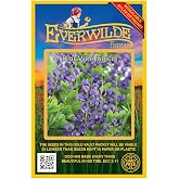 Everwilde Farms - 60 Blue Wild Indigo Native Wildflower Seeds - Gold Vault Jumbo Seed Packet