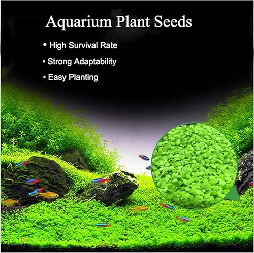Zafina 3 Pack Aquarium Plant Seeds, Easy to Grow Aquatic Plant Seeds, Fast Growing  Aquarium Carpet Seeds - Creates a Natural Ecosystem for Your Fish in Saudi  Arabia | Whizz 17409478011