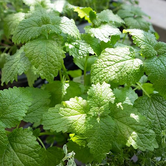 Amazon ハーブ苗 レモンバーム 4個セット おうちで簡単 育てやすい10 5cmポットハーブ苗シリーズ 自社農場から新鮮苗直送 品種で選べるハーブ苗 即出荷 鉢