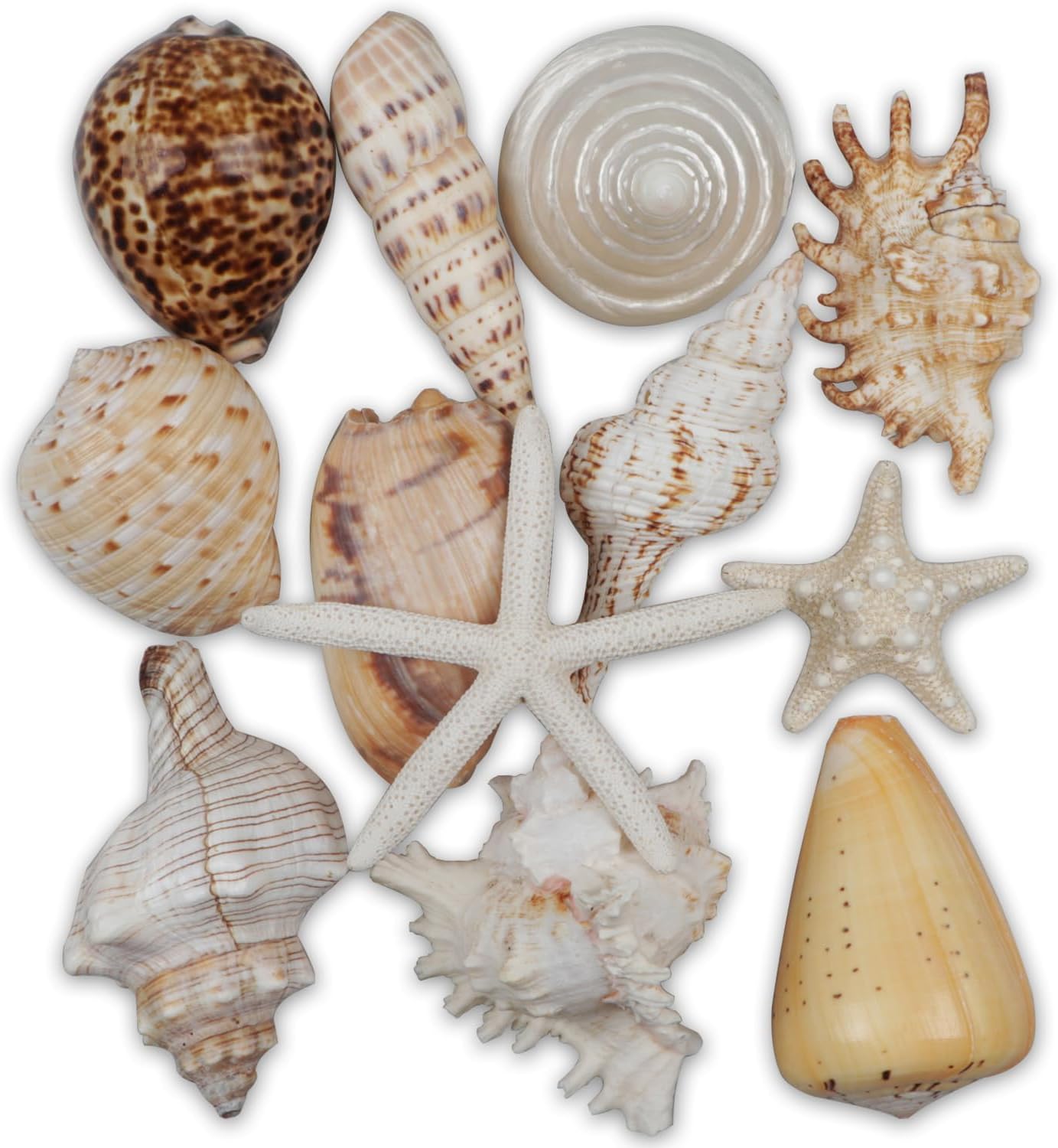 Vase Fillers - 12 PCS Large Seashells Mixed Beach Sea Shells and Ocean Natural Starfish,Natural Colorful Sea Shells Starfish Up to 6.5 Inch, Perfect for Beach Theme Party Home Decor DIY Crafts Fish Tank Decorations